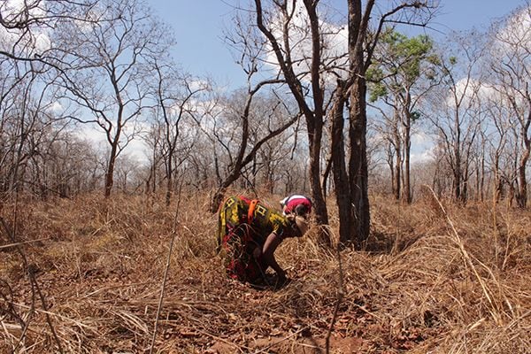Afforestation in Tanzania with local people