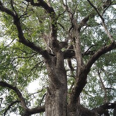 lifestyle image showing Yamaha NS-800A Speaker and R-N1000A Network Receiver