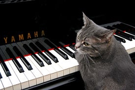 Nora the cat at the piano